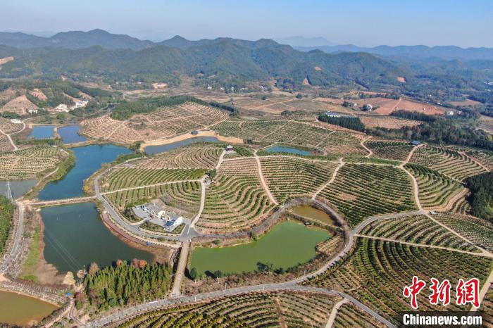 航拍江西赣南千余亩脐橙飘香迎丰收