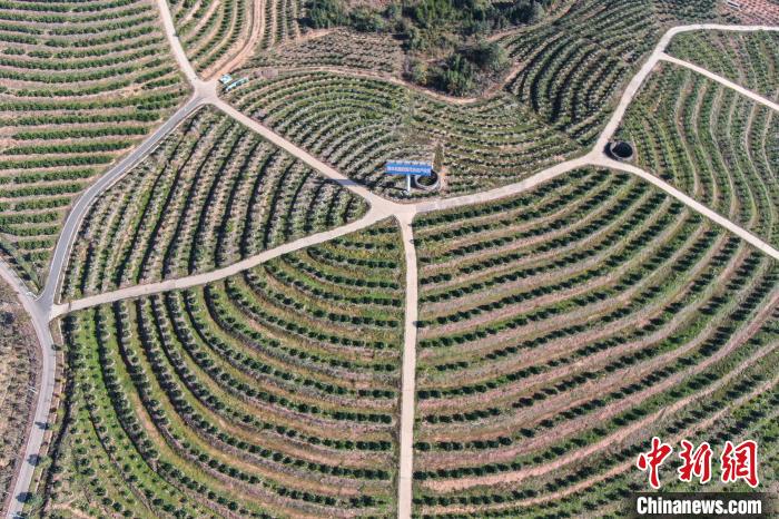 航拍江西赣南千余亩脐橙飘香迎丰收