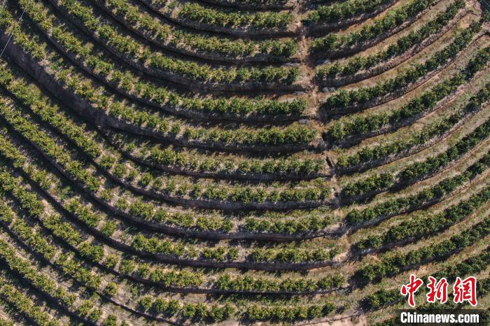 航拍江西赣南千余亩脐橙飘香迎丰收