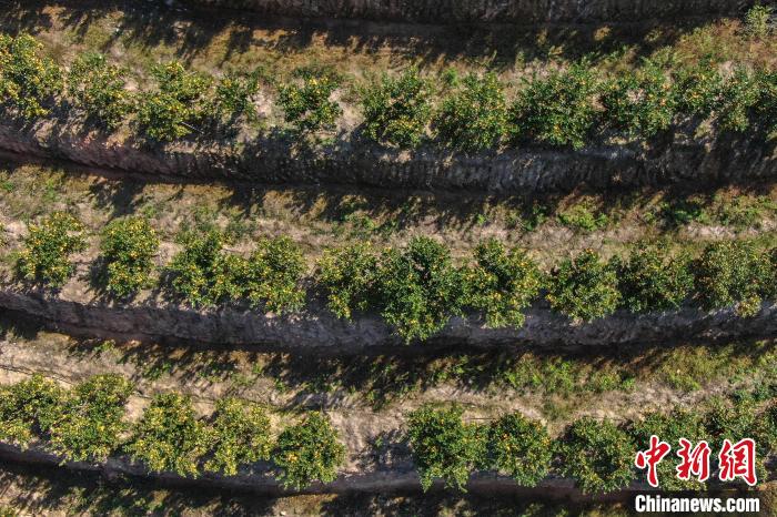 航拍江西赣南千余亩脐橙飘香迎丰收