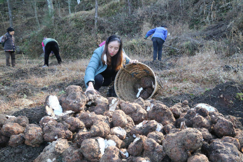 茯苓“土疙瘩”變身增收“金疙瘩”