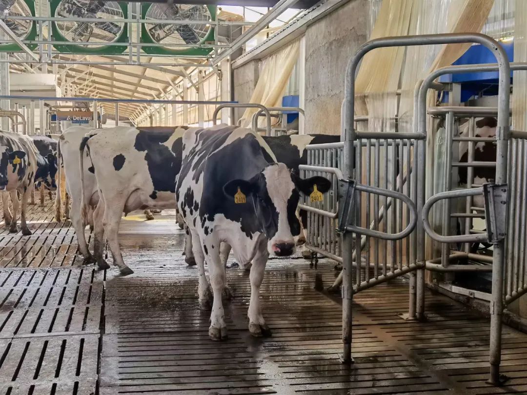 330万头用机器人挤奶的奶牛，每天过的滋润么？养牛人呢？