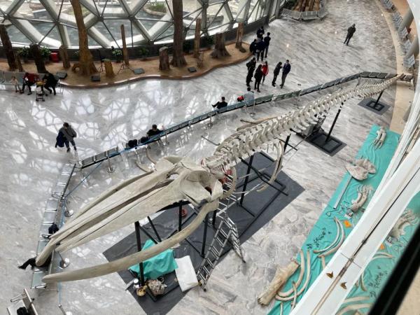 四年前漂来上海的那条长须鲸，在上海自然博物馆“重生”了