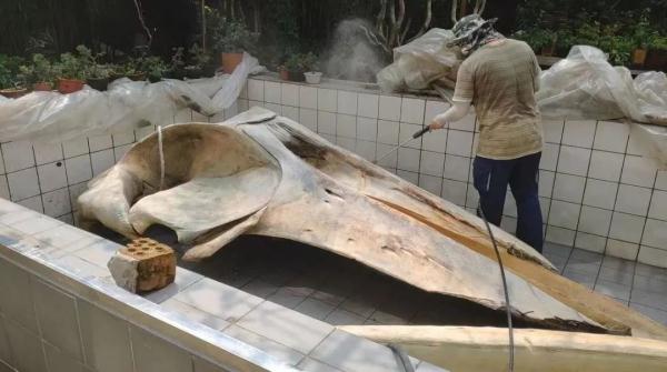 四年前漂来上海的那条长须鲸，在上海自然博物馆“重生”了