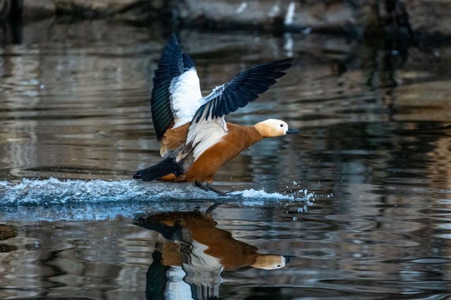 「有料评测」尼康Z100-400mm f/4.5-5.6 VR S评测：高素质轻量化长焦