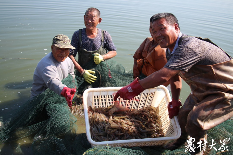 乔庄镇：年产值11.7亿，“白对虾养殖第一镇”如何炼成？