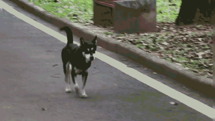狗狗哈士奇圖片,狗狗哈士奇圖片大全