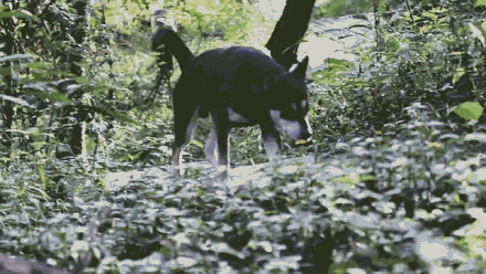 狗狗哈士奇圖片,狗狗哈士奇圖片大全