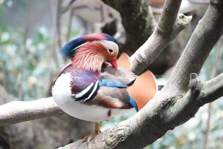 共享美图，一起来看杭州动物园的鸳鸯，再科普一下：鸳鸯成对，没你想的那样美好