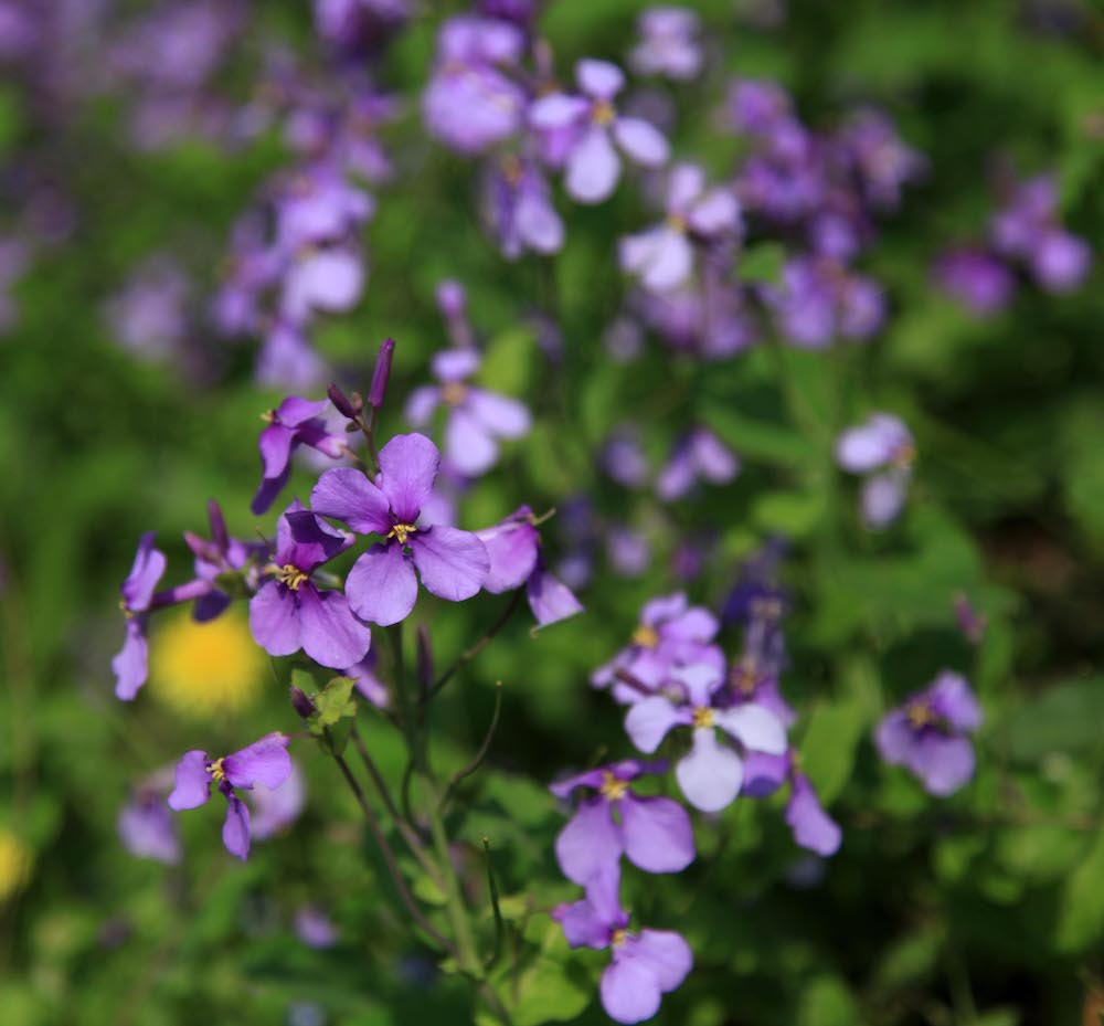 【花語大全】什麼花象徵和平?_達一風水網