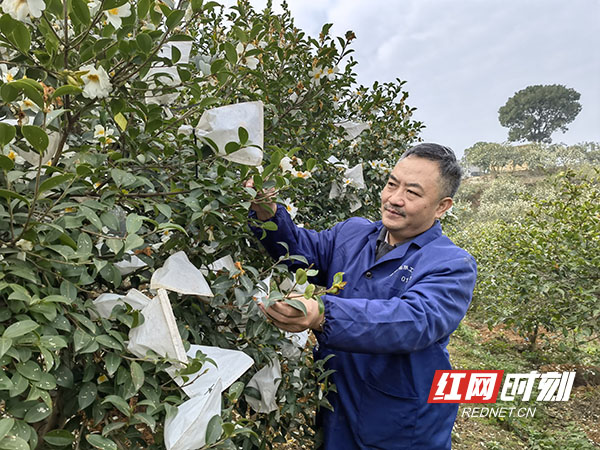 湖南林业群英谱丨“油茶博士”陈永忠：油茶花开满潇湘 致富茶果香万家