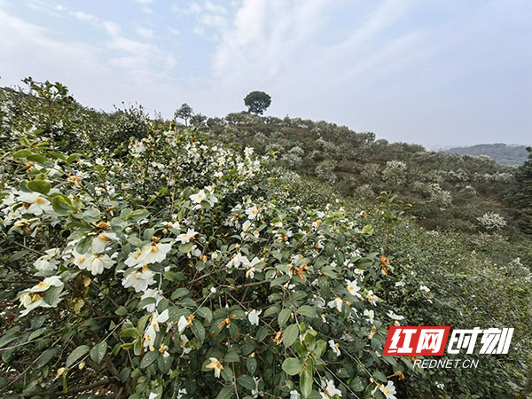 湖南林業(yè)群英譜丨“油茶博士”陳永忠：油茶花開滿瀟湘 致富茶果香萬家