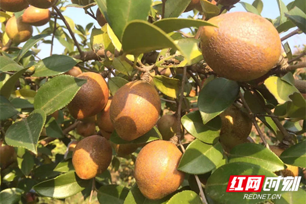 湖南林业群英谱丨“油茶博士”陈永忠：油茶花开满潇湘 致富茶果香万家