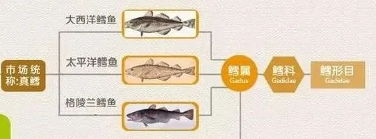鱈魚和油魚的區別,鱈魚和油魚的區別圖片
