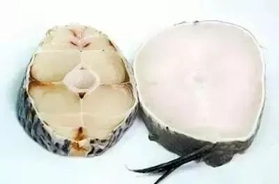 鱈魚和油魚的區別,鱈魚和油魚的區別圖片