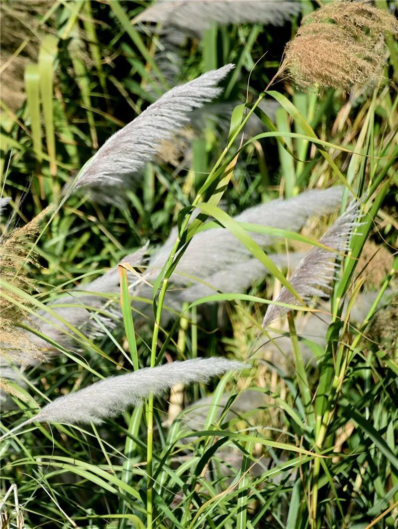 冬日邂逅异龙湖，静听芦花说闲愁