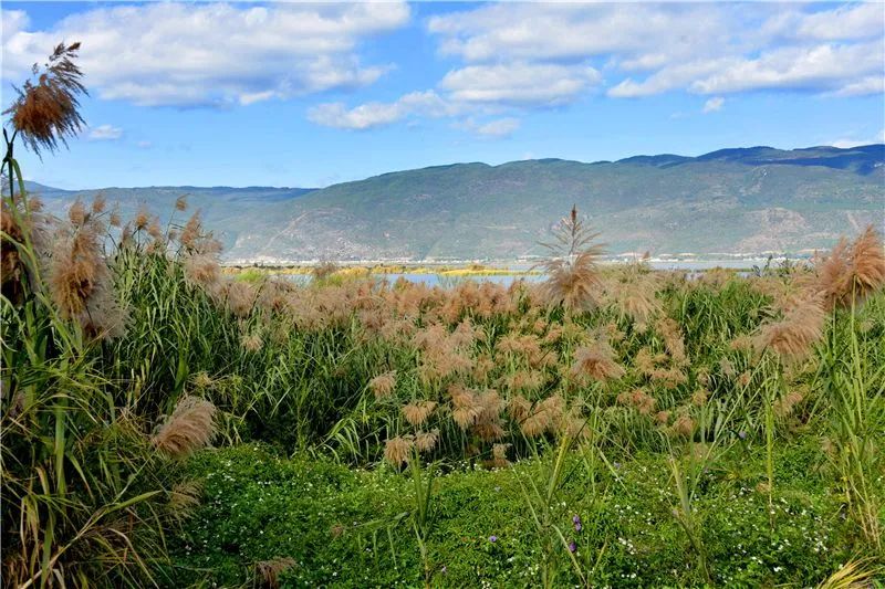 冬日邂逅异龙湖，静听芦花说闲愁