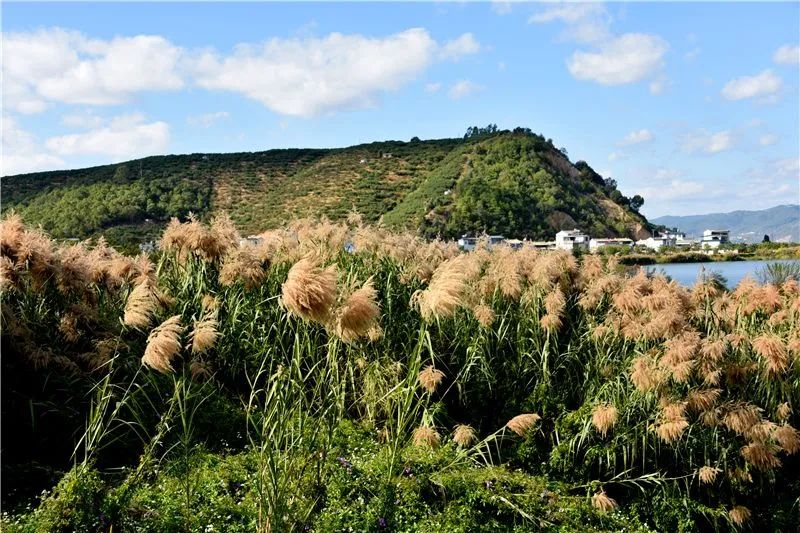 冬日邂逅异龙湖，静听芦花说闲愁