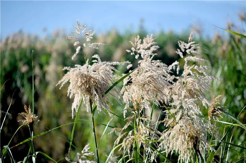 冬日邂逅异龙湖，静听芦花说闲愁