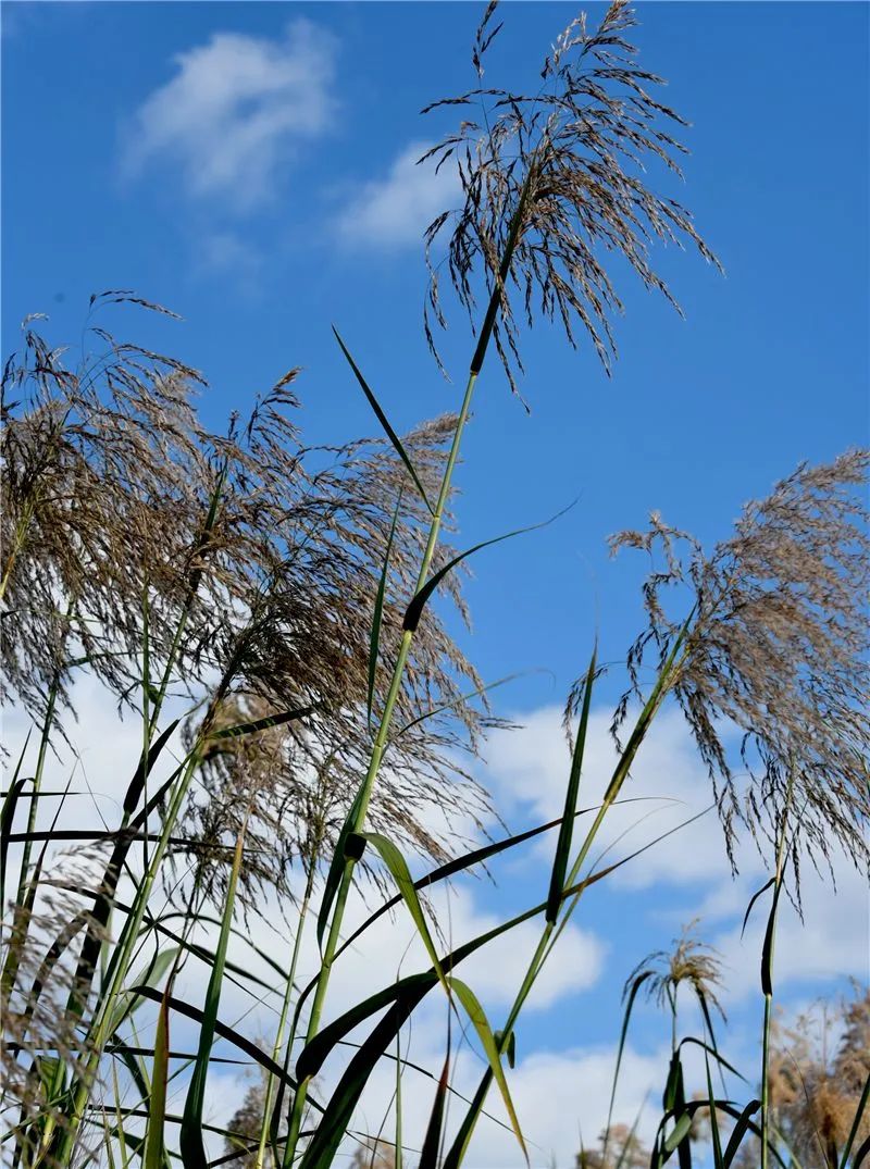 冬日邂逅异龙湖，静听芦花说闲愁