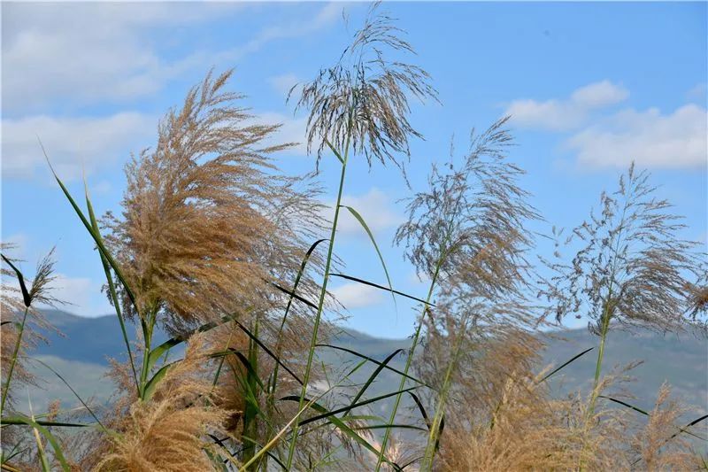 冬日邂逅异龙湖，静听芦花说闲愁