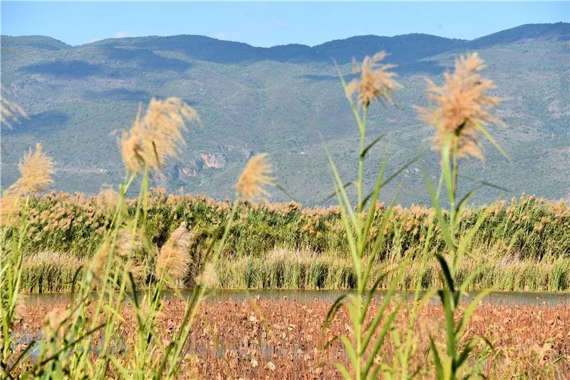 冬日邂逅异龙湖，静听芦花说闲愁