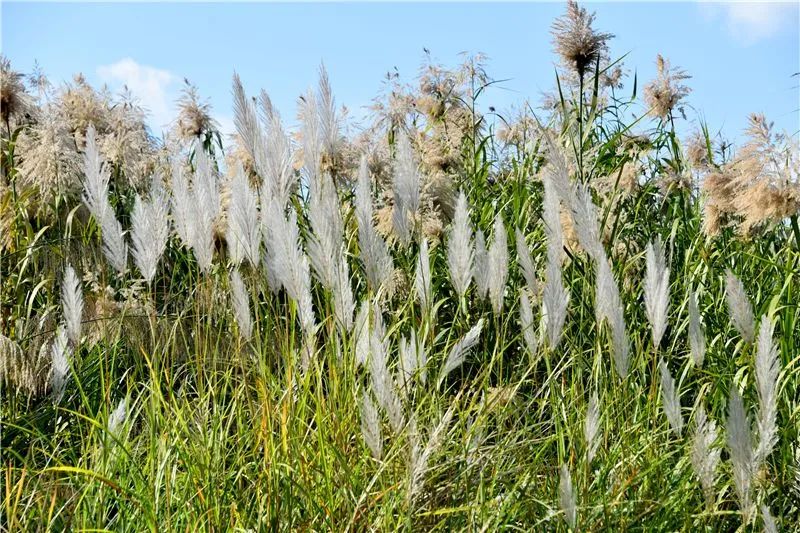 冬日邂逅异龙湖，静听芦花说闲愁