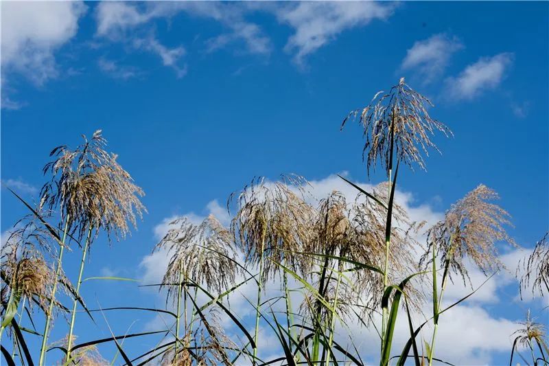 冬日邂逅异龙湖，静听芦花说闲愁