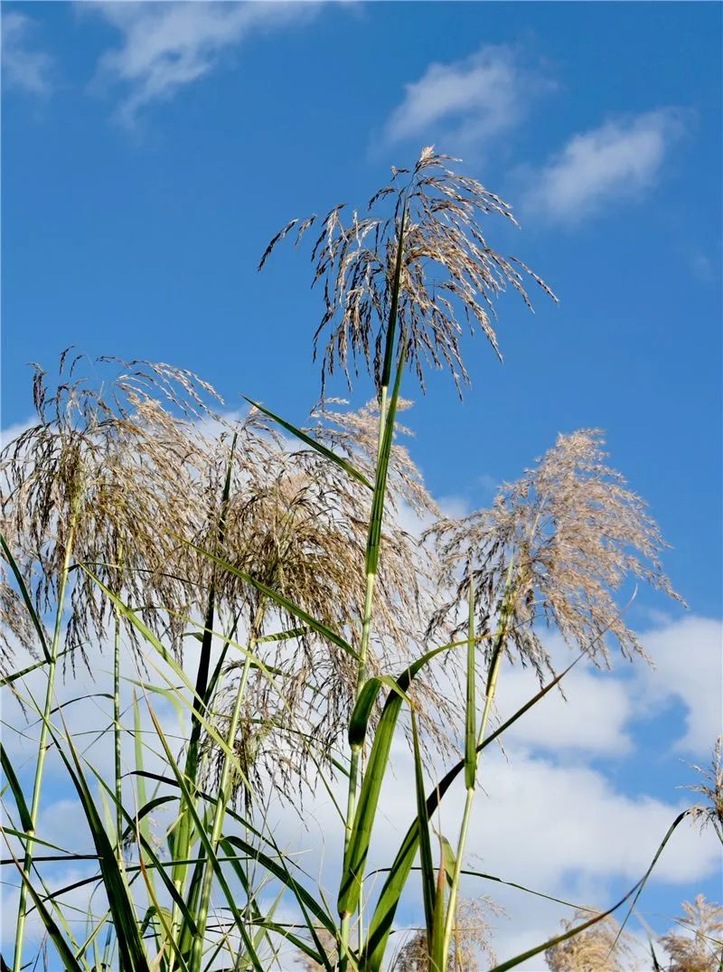 冬日邂逅异龙湖，静听芦花说闲愁