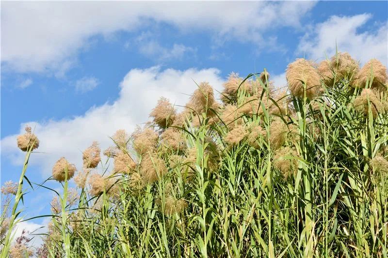 冬日邂逅异龙湖，静听芦花说闲愁