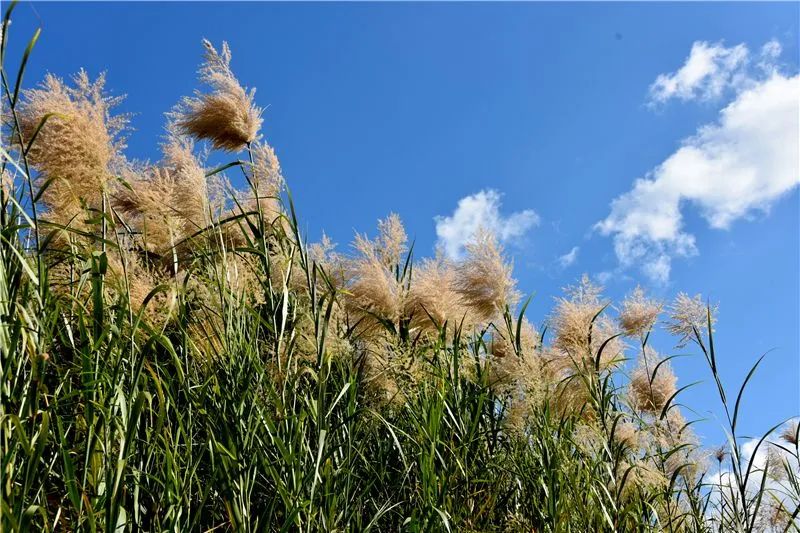 冬日邂逅异龙湖，静听芦花说闲愁