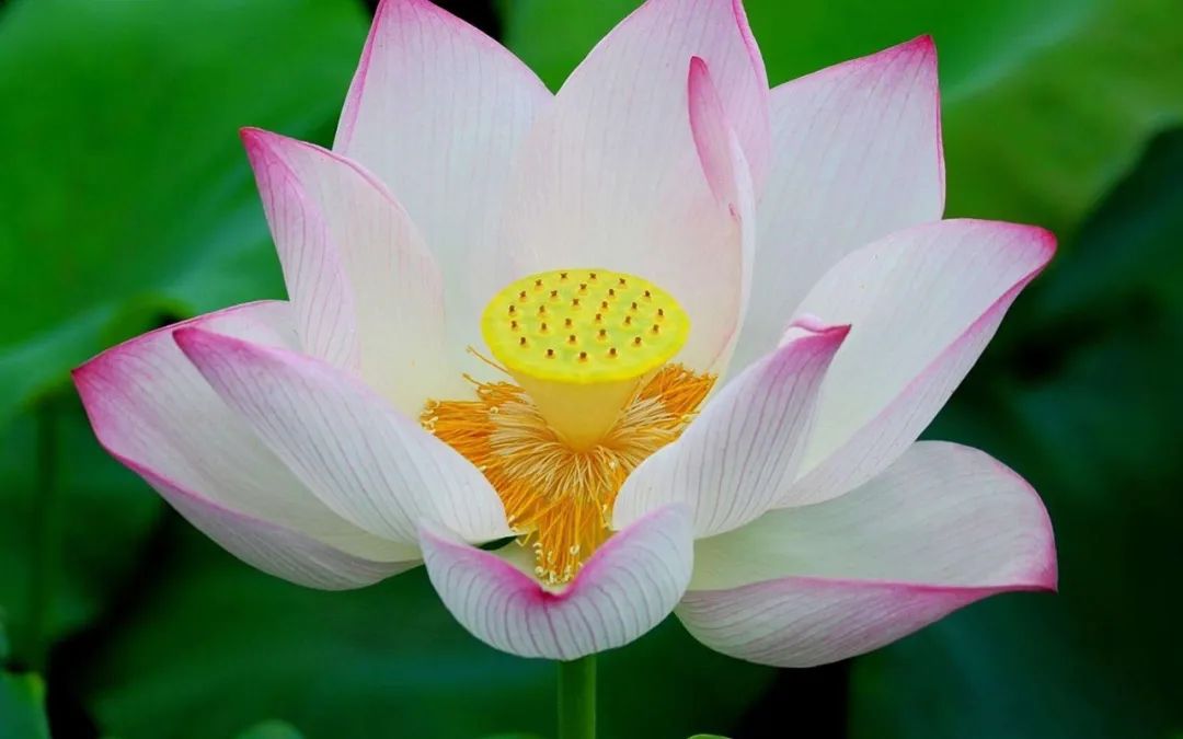 盘点《植物大战僵尸》植物原型，带孩子走进植物王国