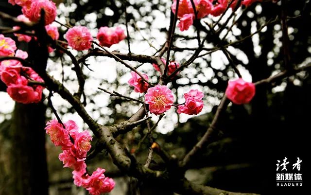 新年祝福留言(9新年祝福语)