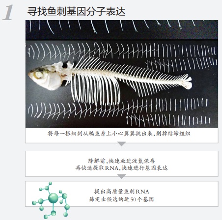 重大突破，懒人福音！鱼刺基因找到了，未来有望吃鱼不吐刺→