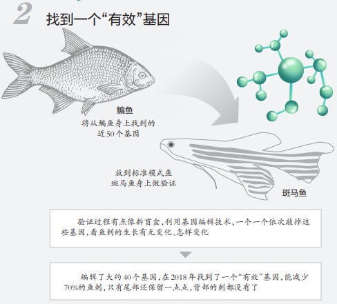 重大突破，懒人福音！鱼刺基因找到了，未来有望吃鱼不吐刺→