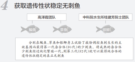 重大突破，懒人福音！鱼刺基因找到了，未来有望吃鱼不吐刺→