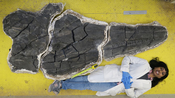 美国内华达州发现2.44亿年前的巨型鱼龙化石-第2张图片-IT新视野