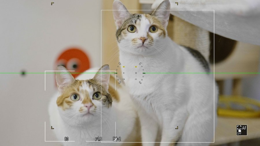 初体验！松下LUMIX S5全画幅微单宠物视频拍摄