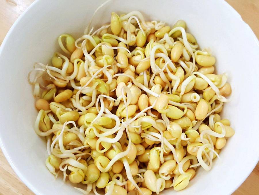 小学生同步优秀作文(174)"生黄豆芽"小实验及观察记录