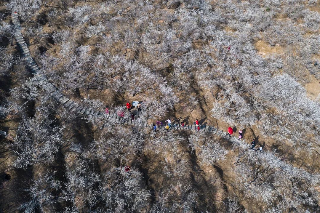 梅开五“湖”•“洋”梅吐气！福建省第五届梅花节将于12月31日开幕!