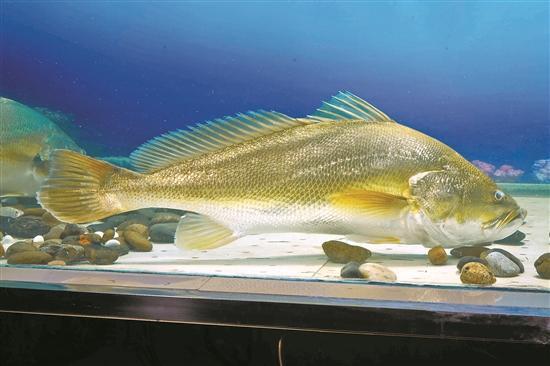 黃唇魚養殖,黃唇魚養殖基地