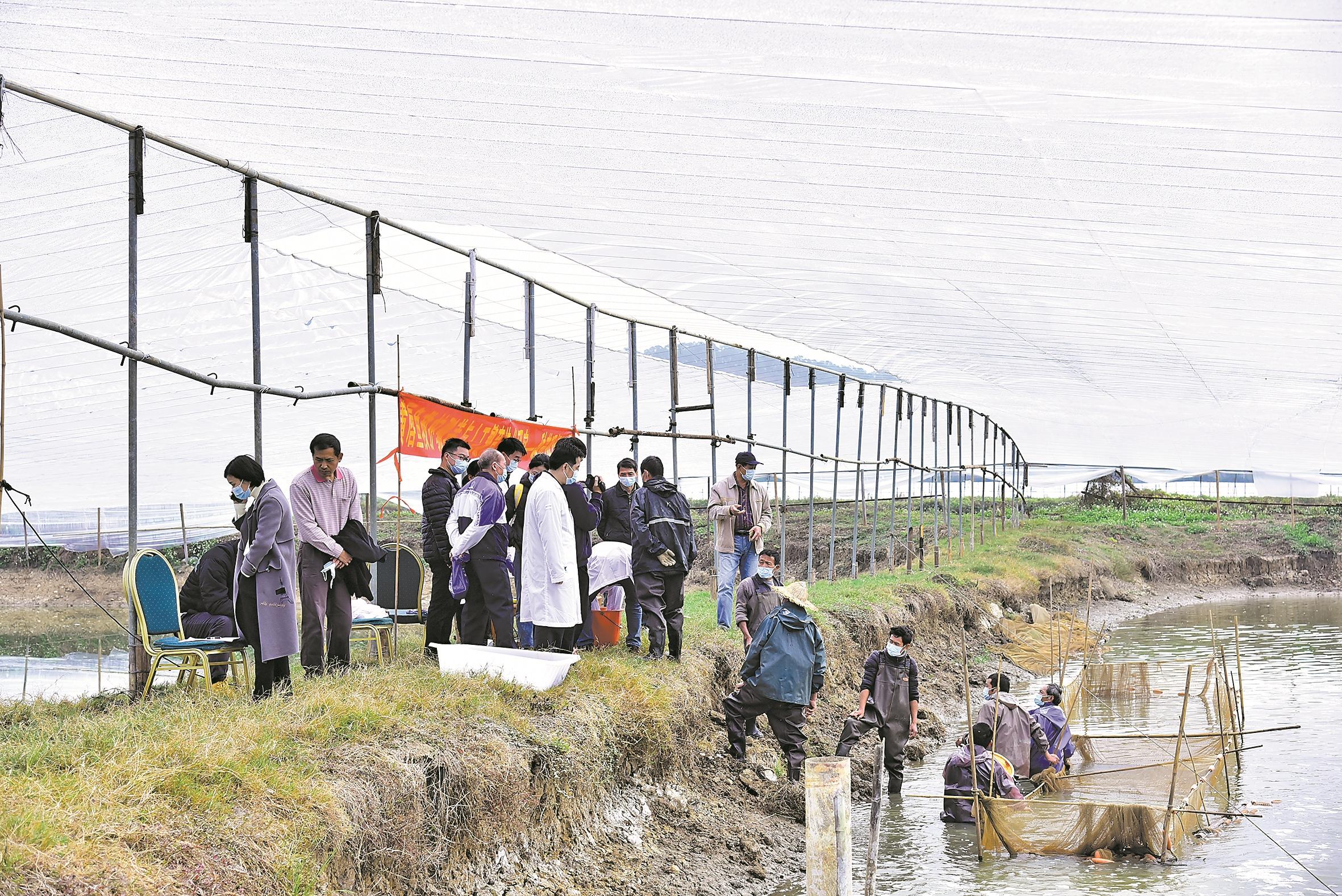黃唇魚養殖,黃唇魚養殖基地