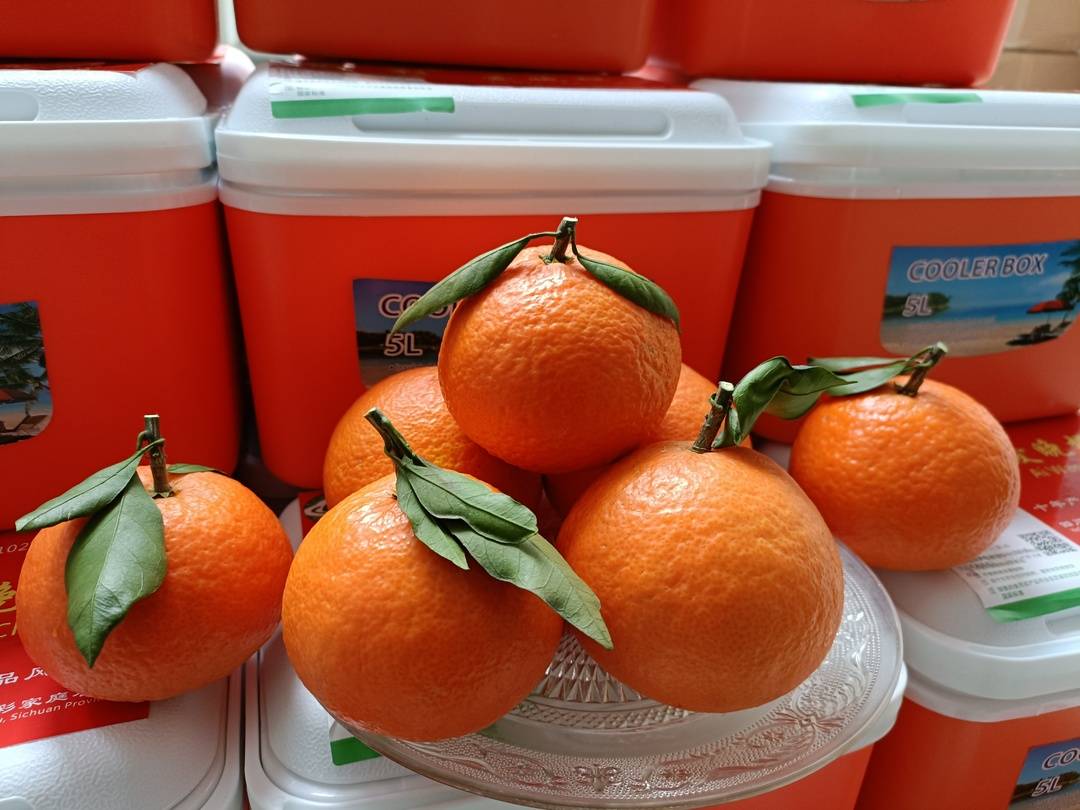 蒲江产超晚熟“爱晚橙”上市，三月也能吃上“爱媛”了