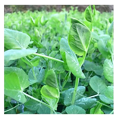 豌豆尖怎麼做好吃(超下飯的碗豆尖雞蛋湯,一學就會)