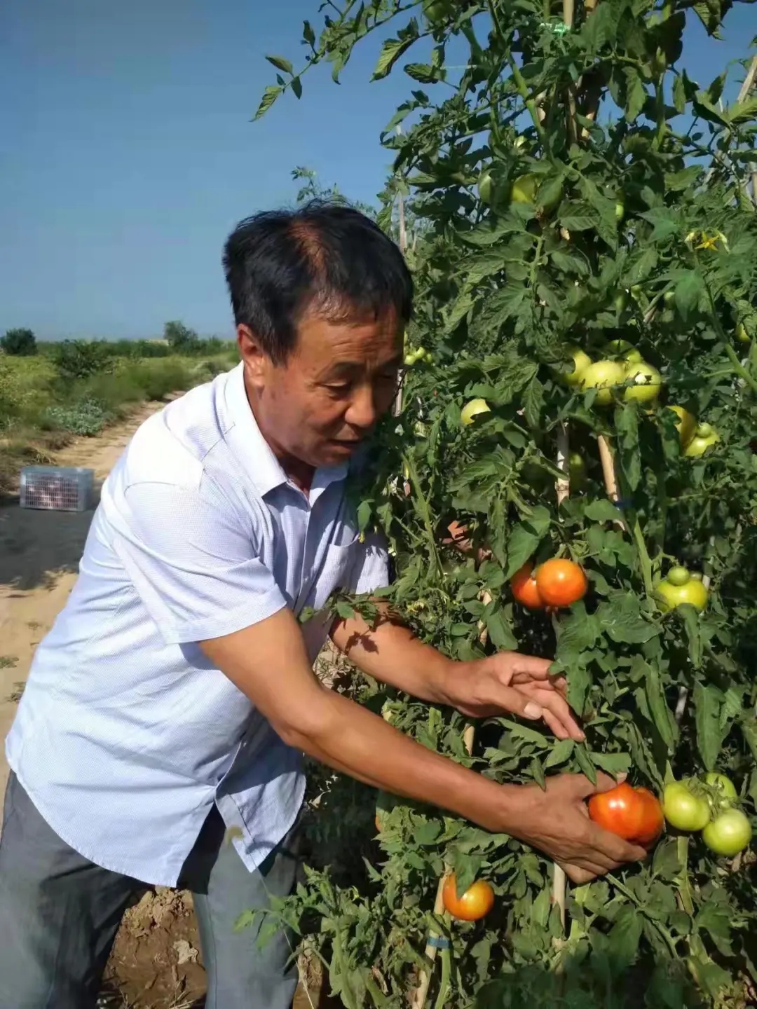 张存义：西红柿做成大产业 带动百户农民同富裕