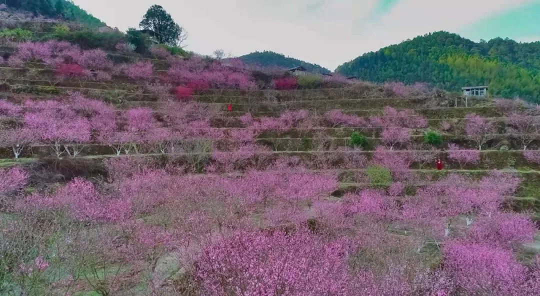 美丽乡村大不“乡”同，把你“氧”的多姿多彩