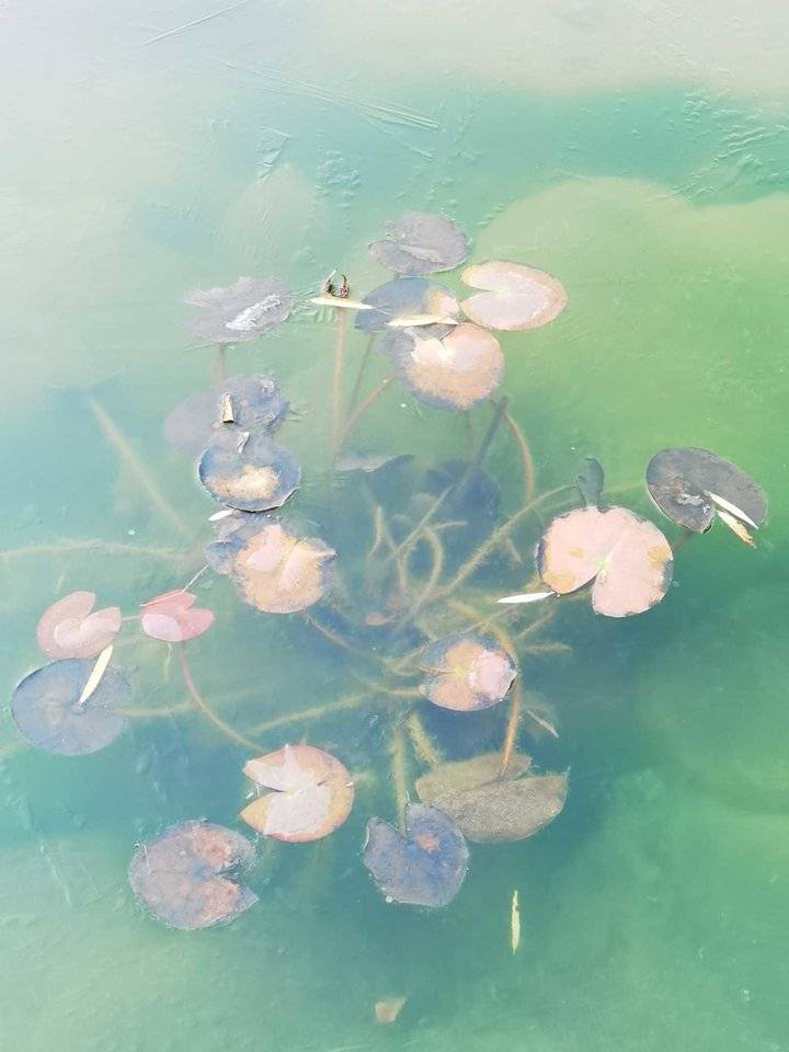 散文：残荷听雨