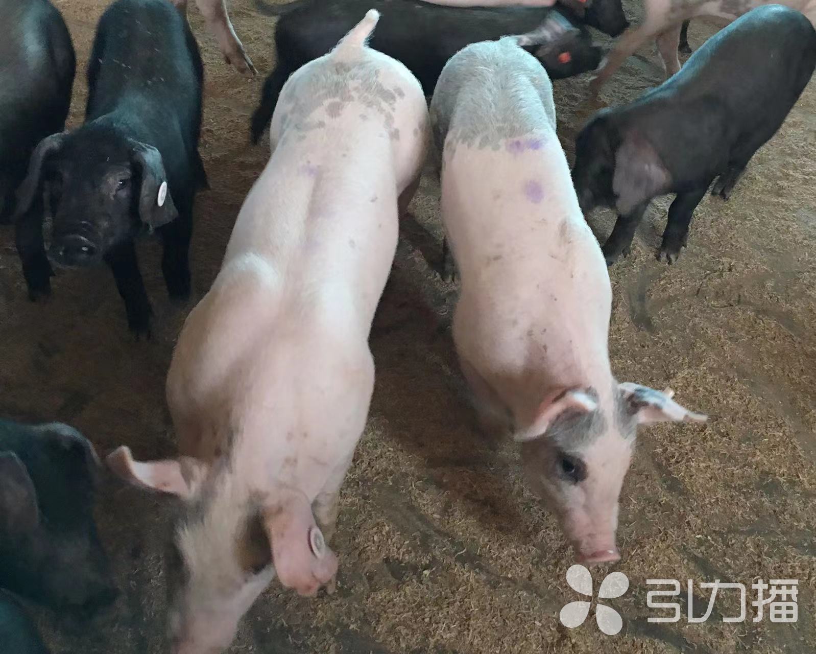 苏州猪肉价格今日价一斤「苏州菜场猪肉价格」