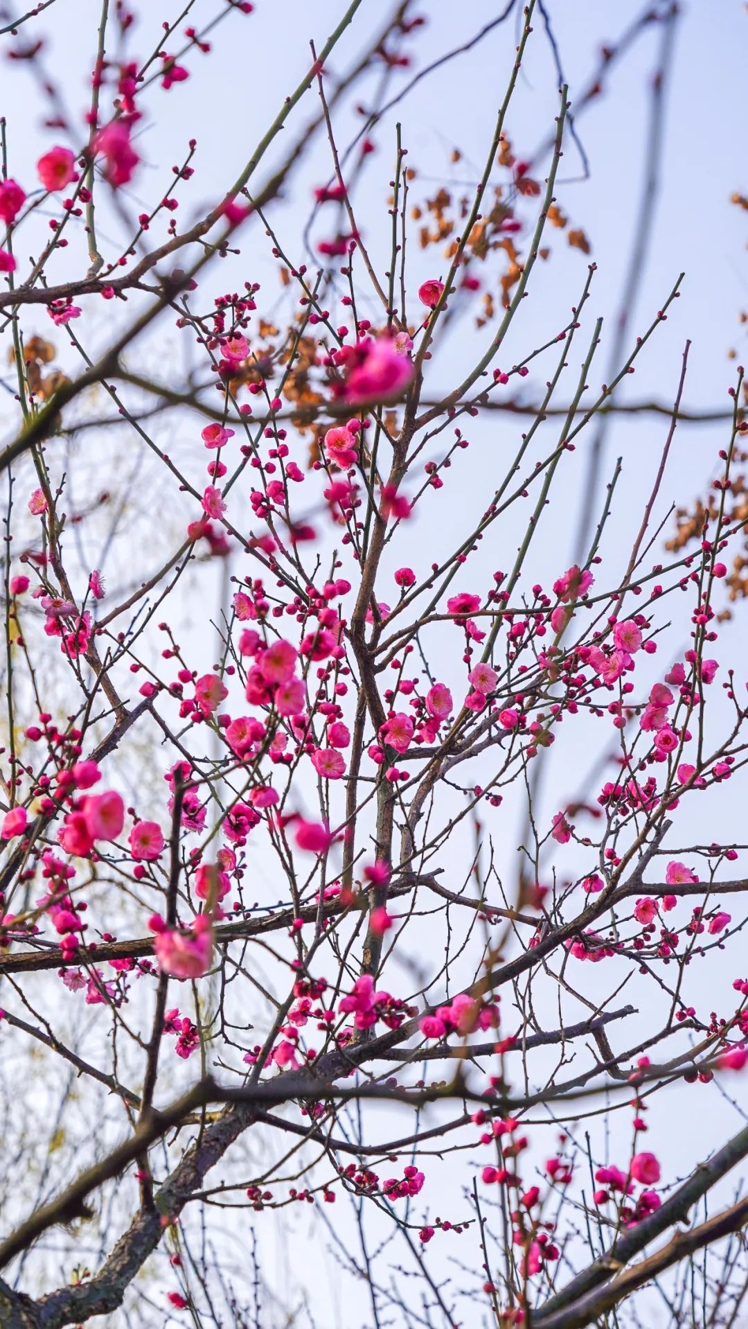 武汉"市花"已上线,赏梅指南请收好