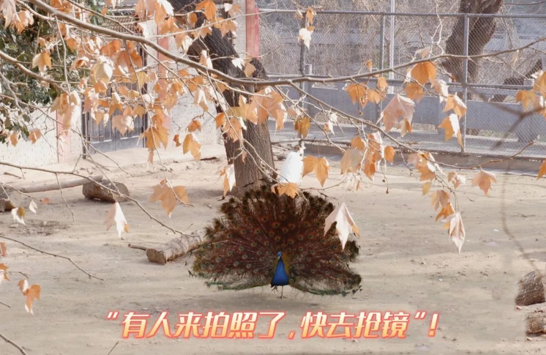 王城公园动物园要搬迁？官方回复...